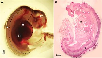 Genome-Wide Epigenetic Characterization of Tissues from Three Germ Layers Isolated from Sheep Fetuses